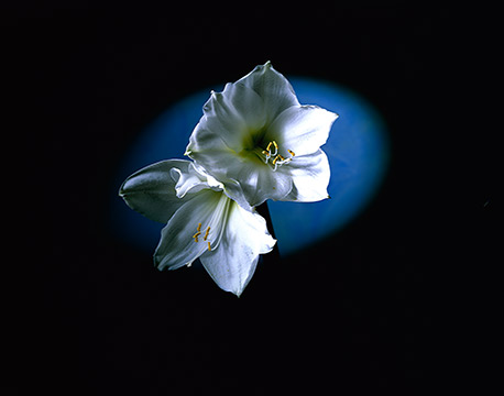 Amaryllis romantisches Großformat